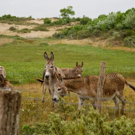 Ruim, Stijlvol Gerenoveerd Voor 4 Personen Vlak Bij Zee En De Duinen * De Panne