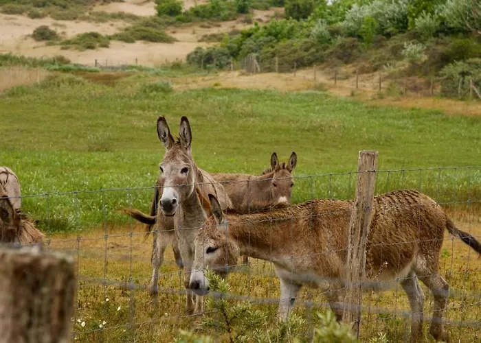 Let's Go De Panne * La Panne